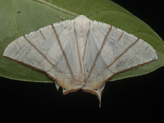Ourapteryx clara