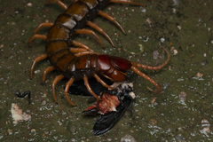 Scolopendra multidens