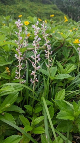 Liriope spicata