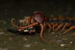 Scolopendra multidens