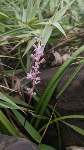 Liriope spicata