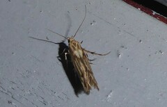 Stathmopoda plumbiflua