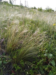 Stipa lessingiana