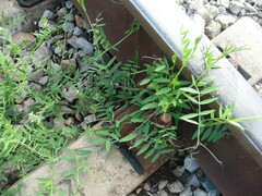 Vicia biennis