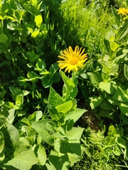 Doronicum austriacum