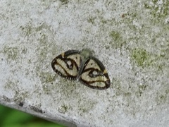 Euricania ocellus