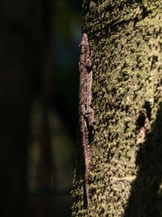 Hemidactylus craspedotus