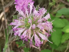 Knautia integrifolia