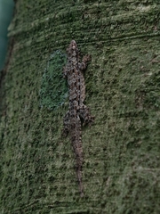 Hemidactylus craspedotus