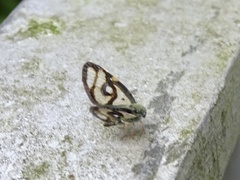 Euricania ocellus