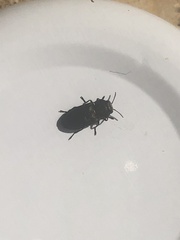 Anthaxia quadripunctata