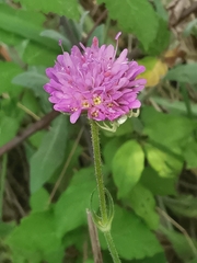 Knautia integrifolia