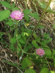 Knautia integrifolia