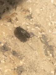 Anthaxia quadripunctata