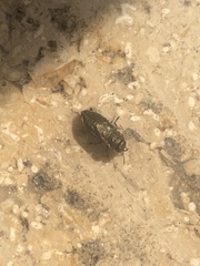 Anthaxia quadripunctata