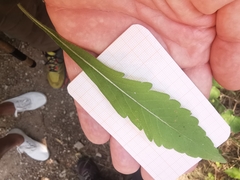 Knautia integrifolia