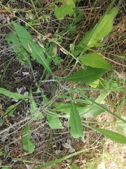 Knautia integrifolia