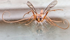 Enicospilus melanocarpus