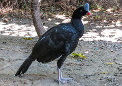 Helmeted Curassow photo 2