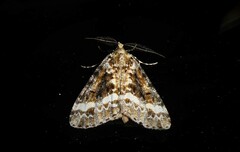 Pseudocoremia leucelaea