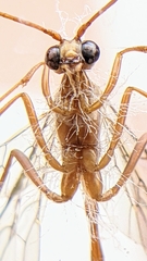 Enicospilus melanocarpus
