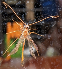 Enicospilus melanocarpus