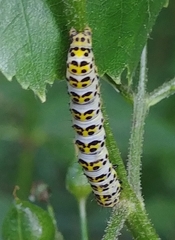Cucullia scrophulariae