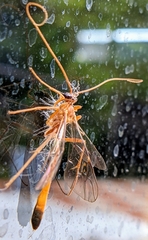 Enicospilus melanocarpus