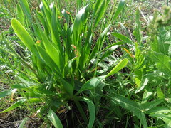 Nodding Onion (Allium nutans)
