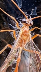 Enicospilus melanocarpus