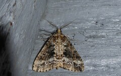 Pseudocoremia leucelaea