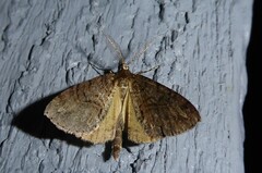 Pseudocoremia suavis