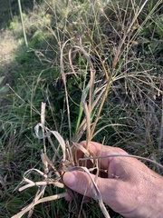 Panicum effusum