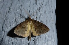 Pseudocoremia suavis