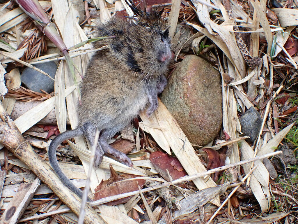 Taiwan Vole