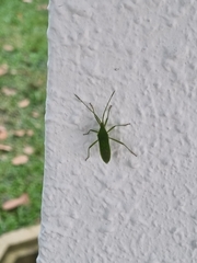 Homoeocerus lacertosus