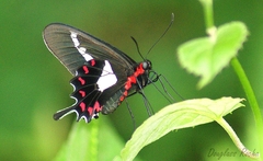 Parides agavus