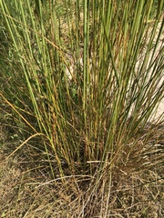 Calamagrostis epigejos