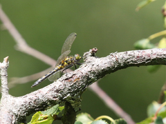 Leucorrhinia dubia