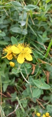 Hypericum richeri
