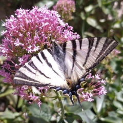 Iphiclides podalirius