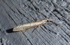 Orocrambus cyclopicus