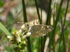 Muschampia lavatherae