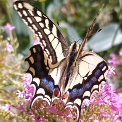 Papilio machaon