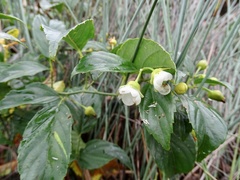 Rubus leucanthus