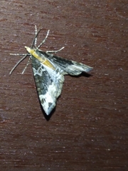 Ecliptopera capitata