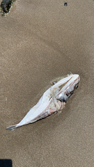 Lagocephalus sceleratus