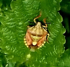 Carpocoris purpureipennis