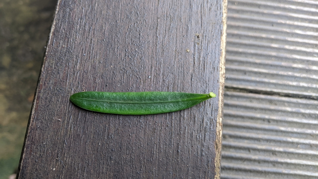 Podocarpus costalis, New Taipei, TW-NT-TP, TW