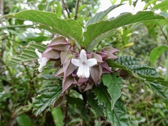 Clerodendrum fortunatum